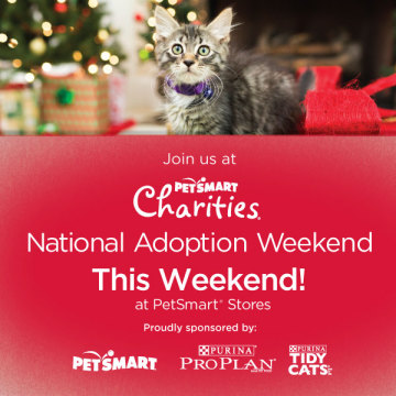 Foster volunteer with cat